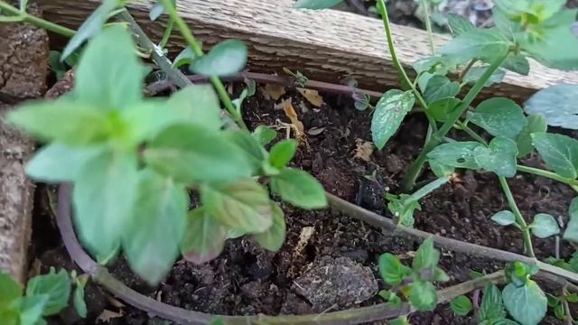 Танцы и Хореография