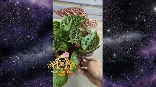 Бегония Ферокс смотреть онлайн