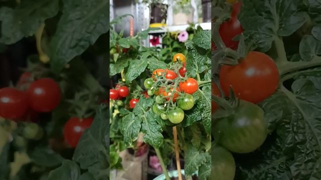 #томаты#помидоры#каменный цветок смотреть онлайн