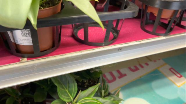 Plant shopping @ Jamestown Milk (ficus, anthurium, Hoya, dieffenbachia and more houseplants) смотреть онлайн