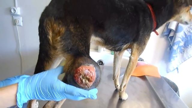 Дергачи-маленькая собачка,опухоль на лапе. смотреть онлайн