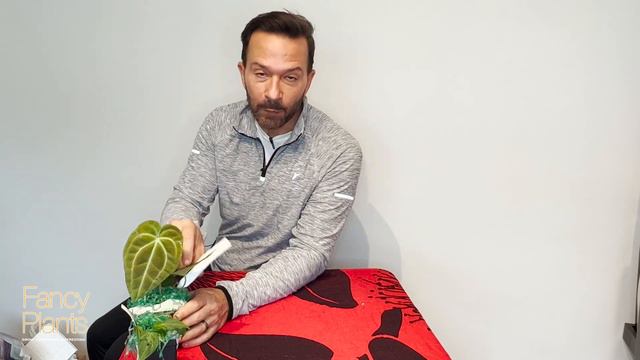 $125 for an crappy plant! Unboxing Anthuriums and an EXPENSIVE philodendron from Black Jungle. смотреть онлайн
