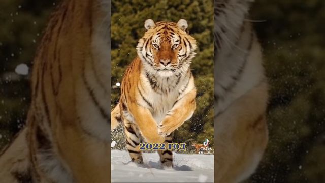 Год тигра. смотреть онлайн