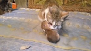 Кот ловит крыс