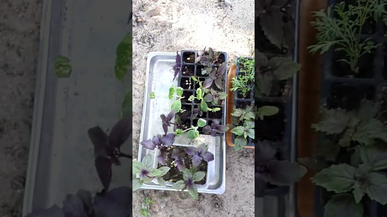 БАЗИЛИК БУКЕТНЫМ СПОСОБОМ вырастить на раз два. Высадка в грунт 22 мая | с Мариной Гусаковой смотреть онлайн