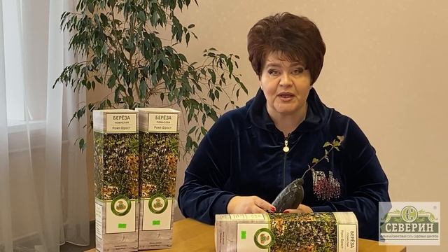 НАША РУССКАЯ БЕРЕЗА смотреть онлайн