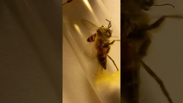 Flower Flies and Tiny Wasp, Parasitoid. Who Are These Cool Bugs? Kyiv Ukraine. Entomology Science. смотреть онлайн