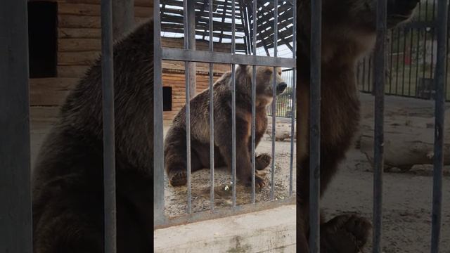 Зоопарк Старый Оскол 9.09.2019 медведь смотреть онлайн