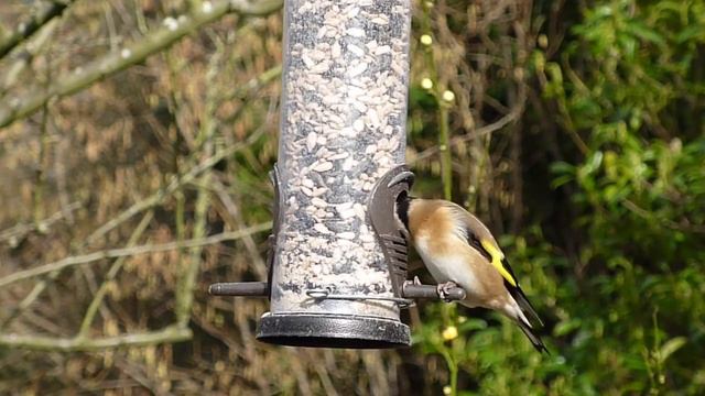 Успокаивающая музыка - пение птиц / Soothing music - birdsong смотреть онлайн