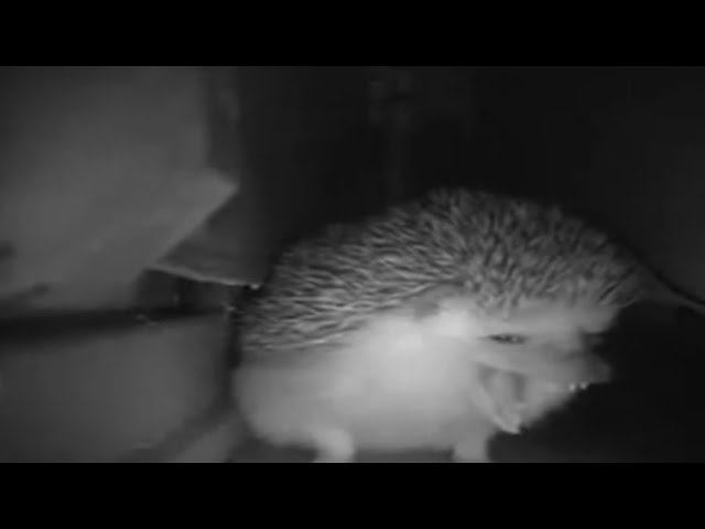 ёжик чихнул смотреть онлайн