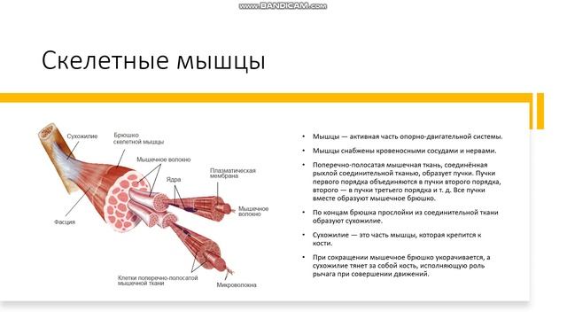8 класс Мышцы, их строение и работа Скелетные мышцы смотреть онлайн