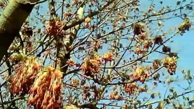 В городе весна... Цветет ясень... Кропивницкий... смотреть онлайн