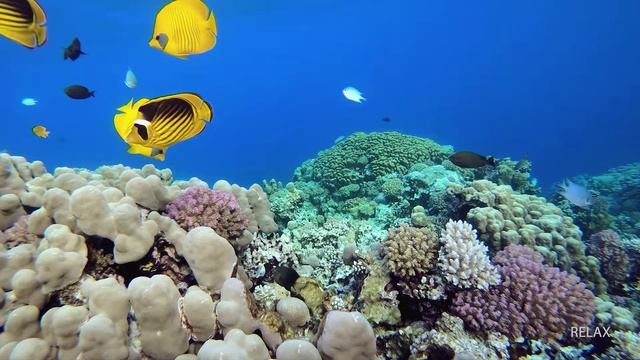 Чудесные жители океана