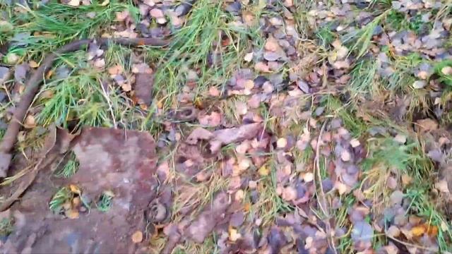 говорят тут металла нет. коп металла в ноябре 2023 #металлокоп #копметалла смотреть онлайн