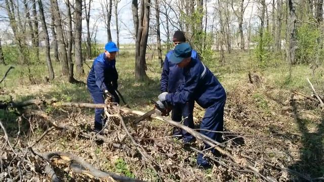 Уборка в лесу