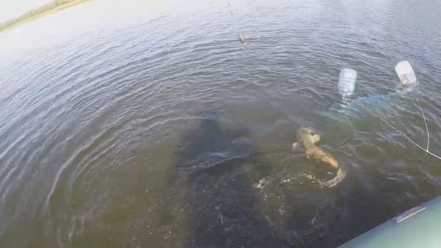 ЛОВЛЯ СОМА НА КАЛЬМАРА И ДЕНДРОБЕНУ. 28.08.2022. смотреть онлайн