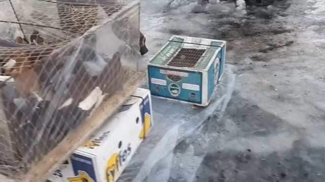 Самая дорогая пара голубей на ярмарке в Аксае. Птичий рынок Ростов-на-Дону 19.02.23. Pigeon Fair. смотреть онлайн