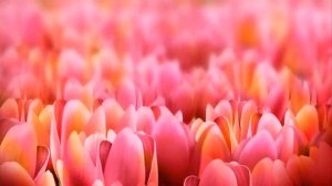 ФУТАЖ Фон с тюльпанами