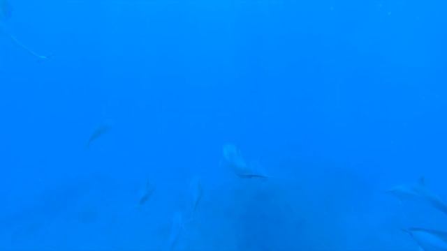 Экскурсия | Плавание с Дельфинами на Маврикии