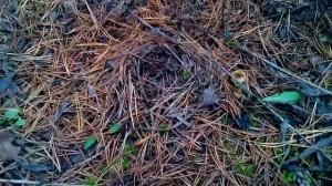 В лесу. Грибы: рядовка коричневая