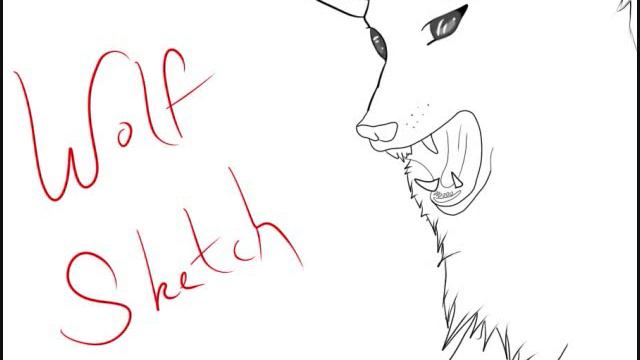 Wolf Sketch смотреть онлайн