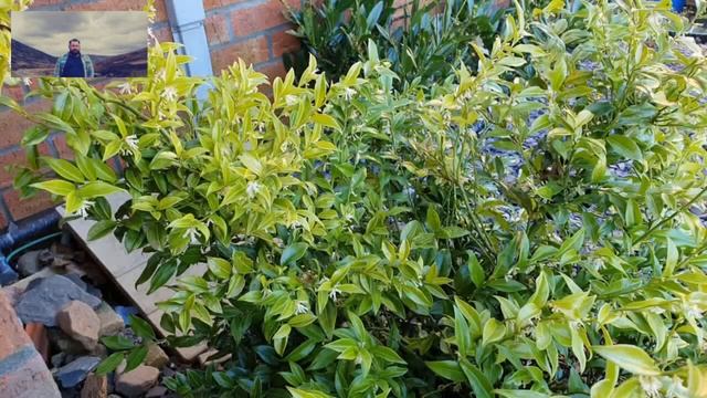 Cudownie pachnąca zimą Sarcococca Confusa #sarcococca #confusa #zima смотреть онлайн