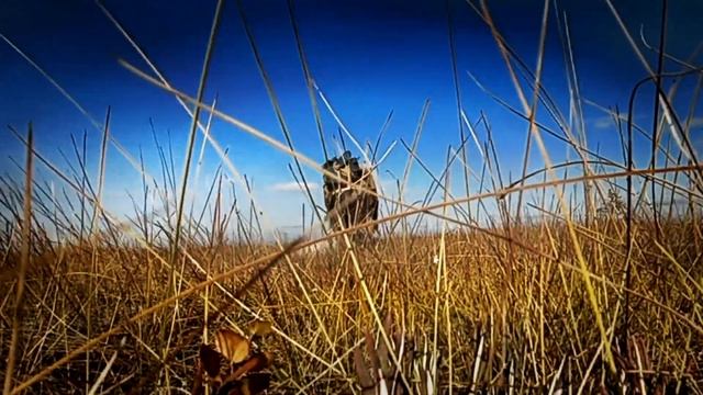 И снова за клюквой :) смотреть онлайн