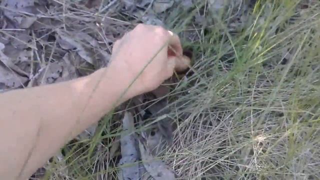 Маньчжурский орех или нет?. Потом сюрприз будет! :) Самарская область - город Сызрань смотреть онлайн