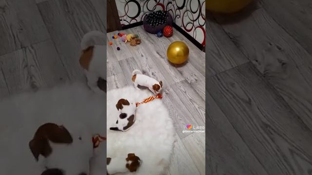 Девочка Джек Рассел терьер ❤💥🤗 смотреть онлайн