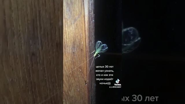 Сверчок поёт крыльями смотреть онлайн