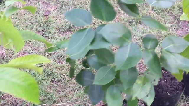 14 Species of Rare Philippine Native Trees смотреть онлайн