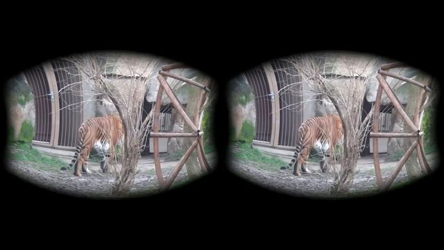 Big cats VR 3D 180 4K смотреть онлайн