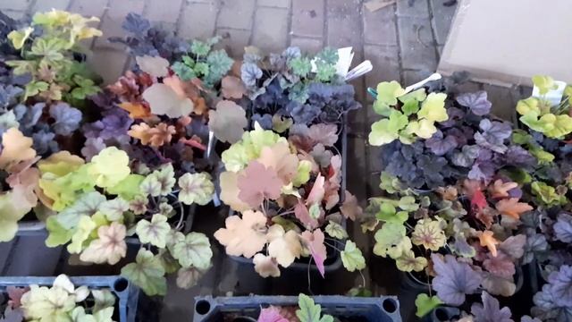 Заказы с гейхерами собраны! Обзор красоты! 89601283920-Вотсап для заказа. смотреть онлайн