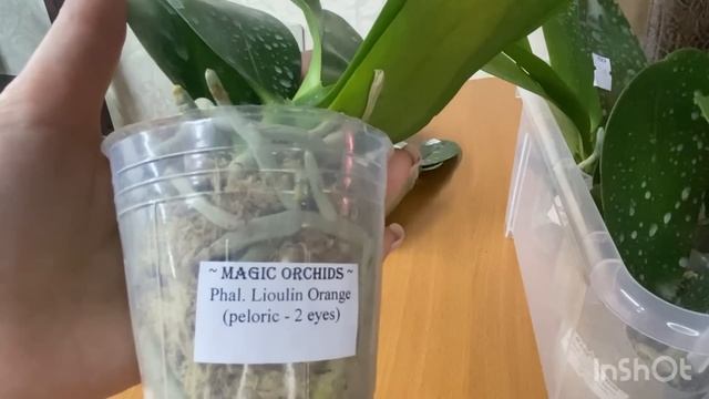 Шикарная посылка с азиатскими орхидеями от Magic Orchids