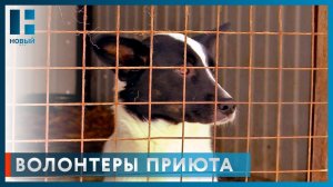 В приют «Доброе сердце» волонтеры Тамбова привезли корма и лекарства