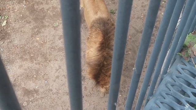 ПРИМОРСКИЙ САФАРИ ПАРК - ШКОТОВО