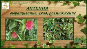 Аптения - красивое, экзотическое комнатное или садовое растение, уход, размножение