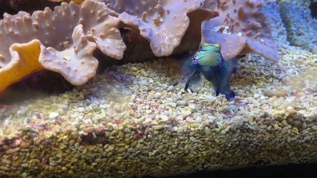 Смоленский аквариум. Морские и пресноводные аквариумы под спокойную музыку. смотреть онлайн