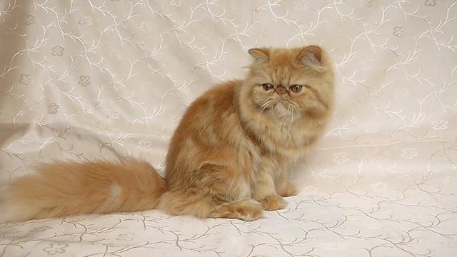 Royal Flash Galateya - 9 months смотреть онлайн
