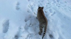 Тигрята врассыпную )