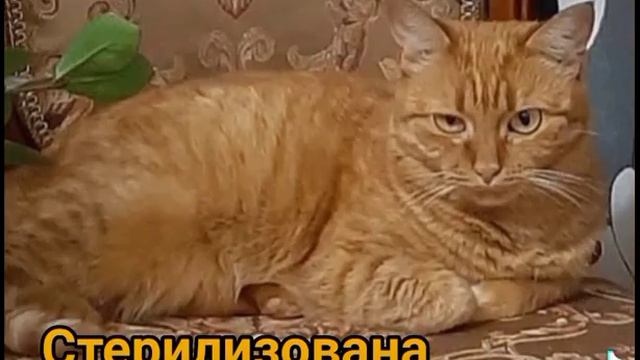 Помощь бездомным животным. Ищу дом. Минск. смотреть онлайн