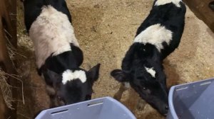 Сколько стоят телята? 😱Купила двух бычков.