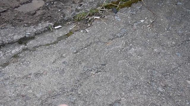 Коты-рыболовы смотреть онлайн