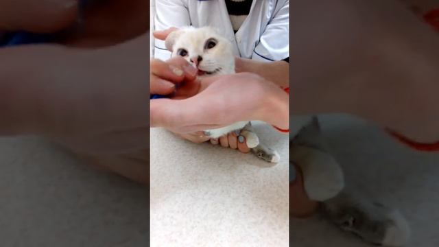 Как промыть нос кошечке смотреть онлайн