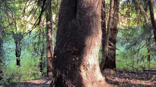 Языческая роща (Корткерос, Республика Коми)