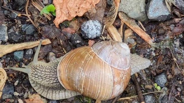 Улитка после дождя, животные, природа