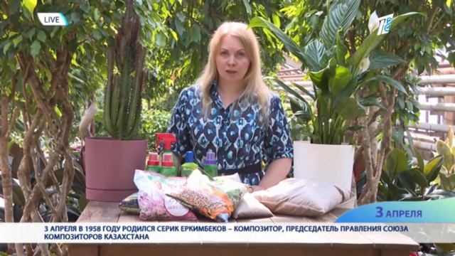 КАК ПРАВИЛЬНО ВЫБРАТЬ ГРУНТ ДЛЯ КОМНАТНЫХ РАСТЕНИЙ смотреть онлайн