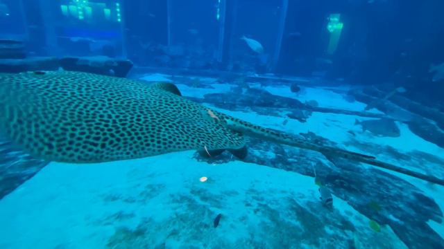 ВЛОГ/ посещаем Aquaventure Waterpark /Burj Khalifa /Dubai Mall