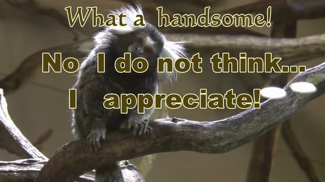 Miracle - A Tiny Marmoset.                Чудо---крохотная  мармозетка.