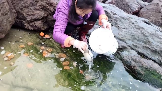 The real giant pearls come from Pacific scallops. Delicious Scallop Dishes смотреть онлайн